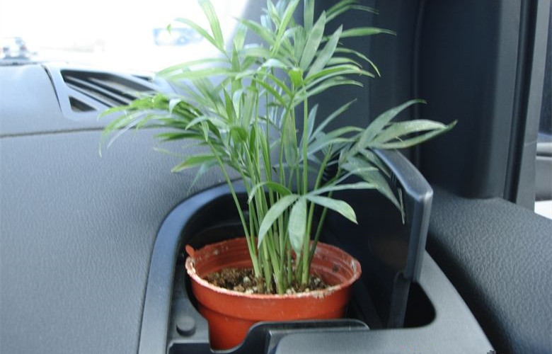 哭笑不得！這三個(gè)誤解居然讓車內(nèi)甲醛超標(biāo)嚴(yán)重！